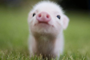 Choroby małych mini-świnek